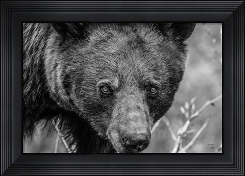 Framed Bear Portrait BW Print