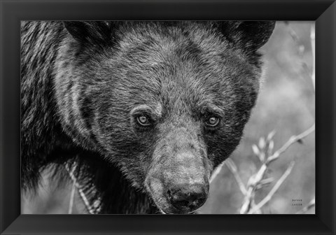 Framed Bear Portrait BW Print