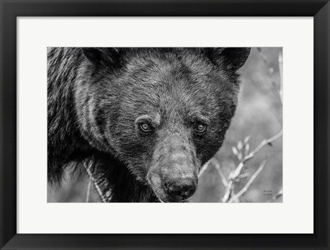 Framed Bear Portrait BW Print