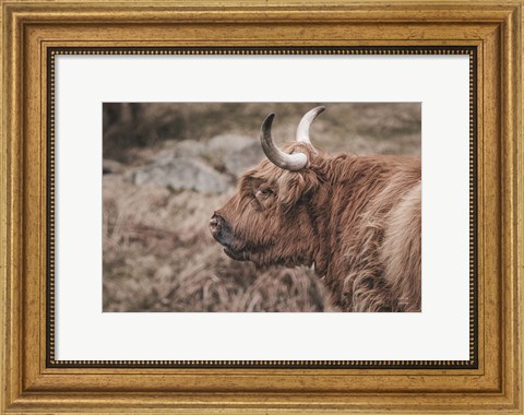 Framed Highland Cow on Watch Faded Print