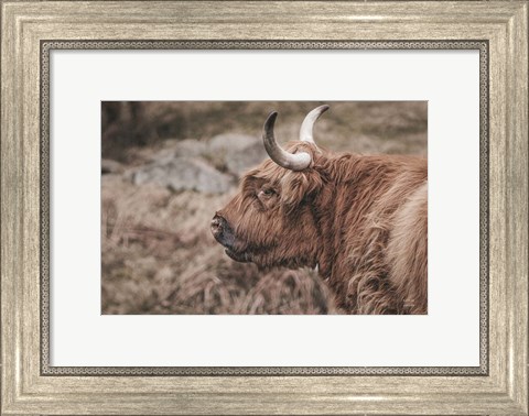 Framed Highland Cow on Watch Faded Print