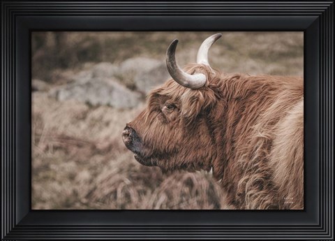 Framed Highland Cow on Watch Faded Print