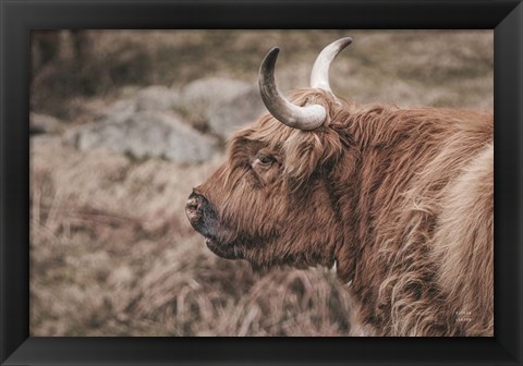 Framed Highland Cow on Watch Faded Print