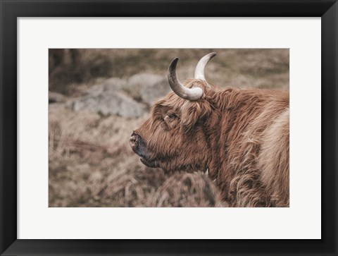 Framed Highland Cow on Watch Faded Print