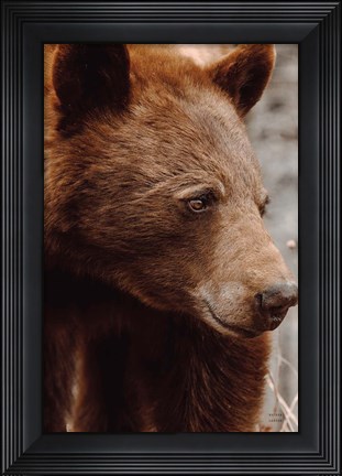 Framed Bear Profile I Print