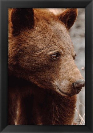 Framed Bear Profile I Print