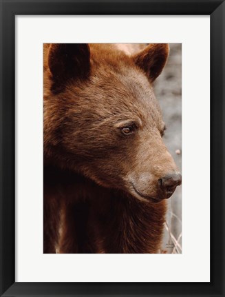 Framed Bear Profile I Print