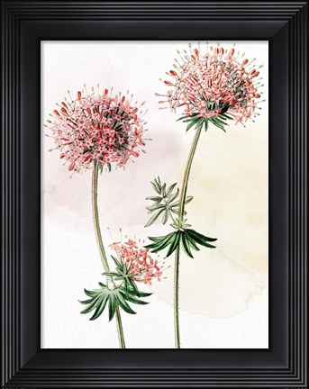 Framed Watercolor Crosswort Print