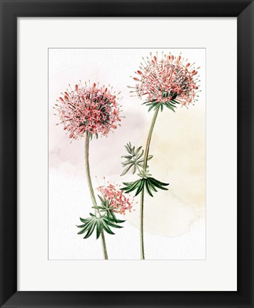 Framed Watercolor Crosswort Print