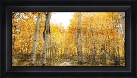 Framed Aspen Pathway Print