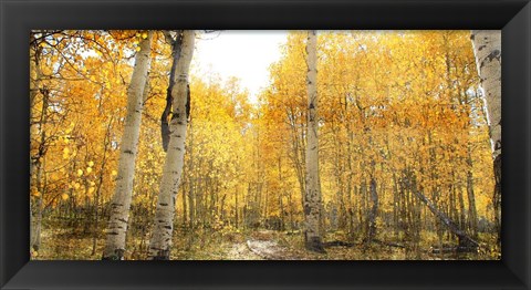 Framed Aspen Pathway Print