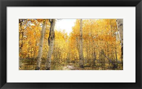 Framed Aspen Pathway Print