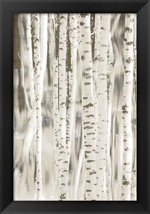 Framed Birches 3 Print