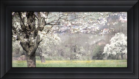 Framed Apple Blossom Print