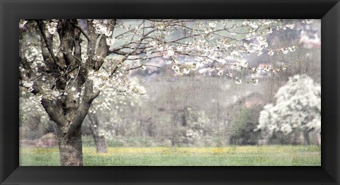 Framed Apple Blossom Print