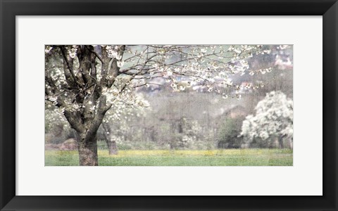 Framed Apple Blossom Print