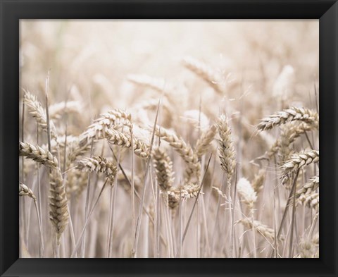 Framed Mute Wheat Field Print