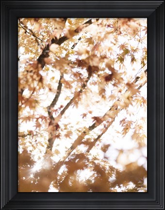 Framed Light in the Leaves Print
