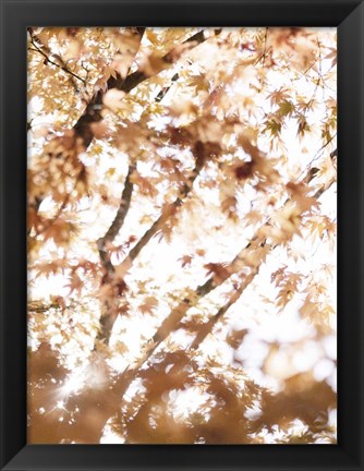 Framed Light in the Leaves Print