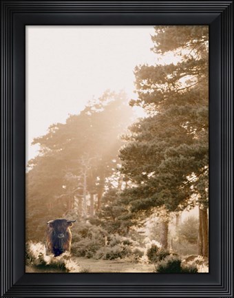 Framed HighlandCow in Pasture Print