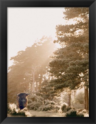 Framed HighlandCow in Pasture Print