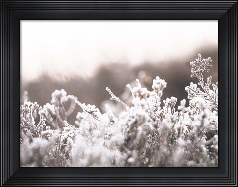 Framed Cashmere Frost Print