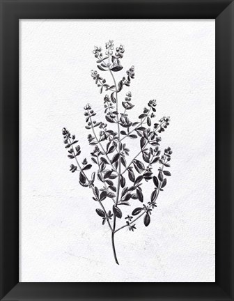 Framed Pressed Herbs 1 Print