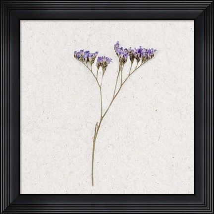 Framed Dainty Purple 1 Print