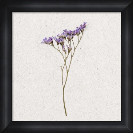 Framed Dainty Purple 3 Print