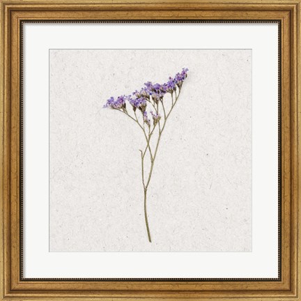 Framed Dainty Purple 3 Print