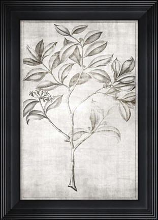 Framed Antique Palm 1 Print