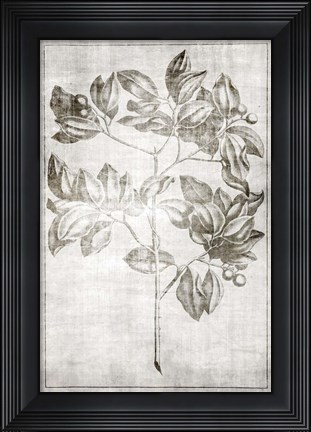 Framed Antique Palm 2 Print