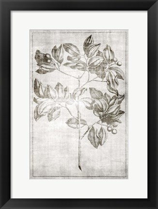 Framed Antique Palm 2 Print