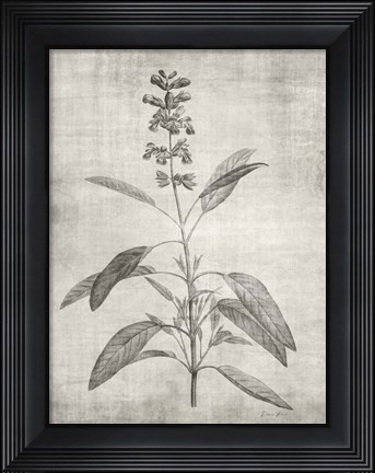 Framed Sepia Botanical 1 Print