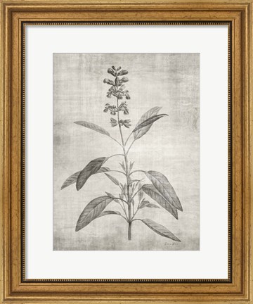 Framed Sepia Botanical 1 Print