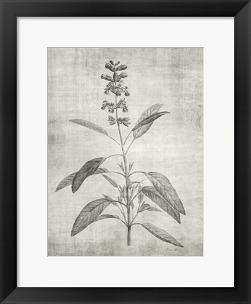 Framed Sepia Botanical 1 Print