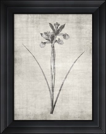 Framed Sepia Botanical 2 Print