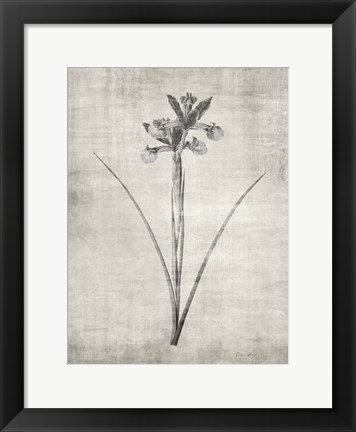 Framed Sepia Botanical 2 Print