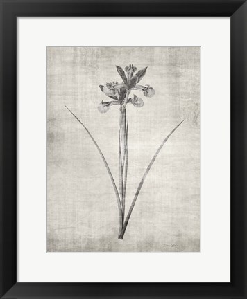 Framed Sepia Botanical 2 Print