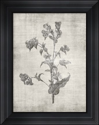 Framed Sepia Botanical 4 Print