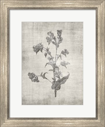 Framed Sepia Botanical 4 Print