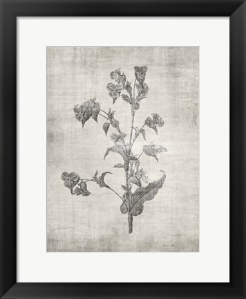 Framed Sepia Botanical 4 Print