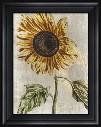 Framed Sunflower 1 Print