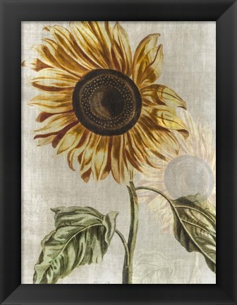 Framed Sunflower 1 Print