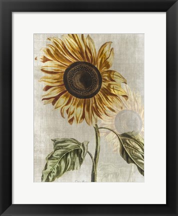 Framed Sunflower 1 Print