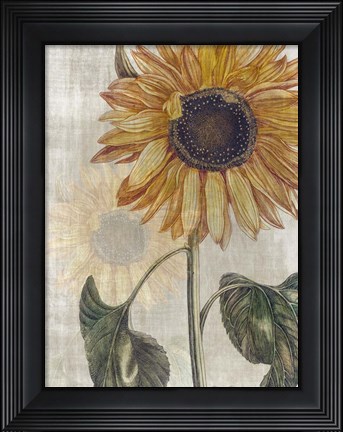 Framed Sunflower 2 Print