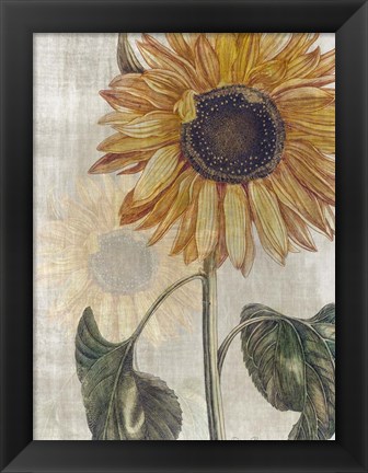 Framed Sunflower 2 Print