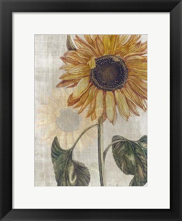 Framed Sunflower 2 Print