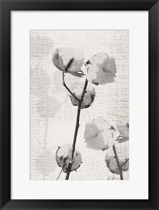 Framed Cotton Stem 2 Print