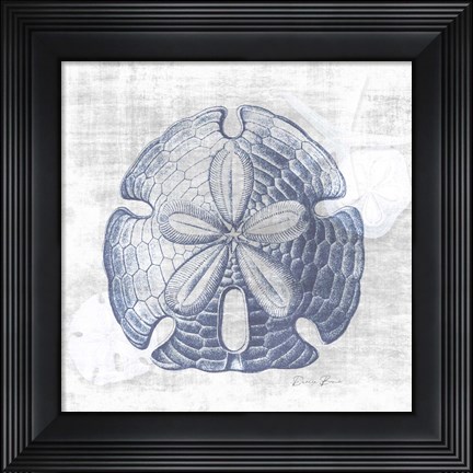Framed Sand Dollar 1 v2 Print